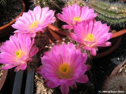 Echinocereus pulchellus v. weinbergii